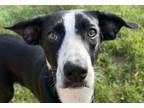 Adopt Harry a Black - with White Pit Bull Terrier dog in Ola, AR (41530085)