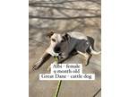 Adopt Albi a White - with Brown or Chocolate Blue Heeler / Bull Terrier dog in