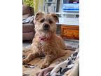 Adopt Cashmir a Tan/Yellow/Fawn Toy Fox Terrier dog in Evansville, IN (41530072)