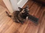 Adopt Baby Kitty a Calico or Dilute Calico Domestic Shorthair / Mixed (short