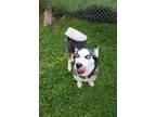 Adopt Molly a White - with Black Husky / Mixed dog in Evansville, IN (41483782)