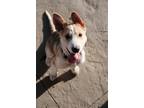 Adopt Minnie a Mixed Breed (Medium) / Mixed dog in Mandan, ND (41530296)