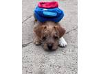 Adopt Vinny a Mixed Breed (Medium) / Mixed dog in Mandan, ND (41530294)