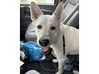 Adopt Turbo a Mixed Breed (Medium) / Mixed dog in Mandan, ND (41530293)