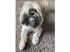 Adopt Chewy a Lhasa Apso / Shih Tzu dog in Mandan, ND (41530292)