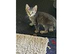 Adopt Aurora (24-111 C) a Spotted Tabby/Leopard Spotted Domestic Shorthair /