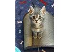 Adopt Lyra (24-112 C) a Spotted Tabby/Leopard Spotted Domestic Shorthair / Mixed