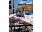 Adopt Rievaulx Abbey a Gray, Blue or Silver Tabby Domestic Shorthair / Mixed