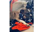 Adopt Samson a Brindle - with White Boxer dog in Sanford, MI (41530055)