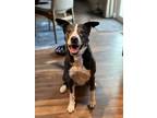 Adopt Jessie a Black - with White Labrador Retriever dog in Littleton