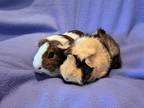 Adopt Mochi and Toffee a Guinea Pig small animal in South Bend, IN (41530141)