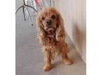Adopt Willow a Red/Golden/Orange/Chestnut Cocker Spaniel / Mixed dog in