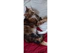 Adopt Zephyr a Calico or Dilute Calico American Shorthair / Mixed (short coat)