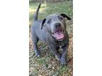 Adopt Uno a Rhodesian Ridgeback / Australian Cattle Dog / Mixed dog in Ocala