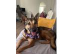Adopt Sassy a Black German Shepherd Dog / Shepherd (Unknown Type) / Mixed dog in