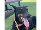 Adopt Philippe-Foster or Adopt Me! a Doberman Pinscher / Mixed dog in Lake