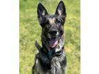 Adopt Lani a German Shepherd Dog / Mixed dog in El Cajon, CA (41479092)