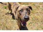 Adopt Bingo a Great Dane / Mixed dog in Escondido, CA (41493609)