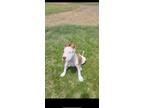 Adopt Scout a White - with Brown or Chocolate Staffordshire Bull Terrier / Mixed