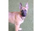 Adopt Motley Crue a German Shepherd Dog / Mixed dog in Novato, CA (41511363)