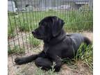 Adopt Mustard a Anatolian Shepherd / English Mastiff / Mixed dog in Kamloops