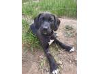 Adopt Tabasco a Anatolian Shepherd / English Mastiff / Mixed dog in Kamloops