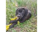 Adopt Mayo a Anatolian Shepherd / English Mastiff / Mixed dog in Kamloops