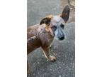 Adopt Bernadette a White - with Black Australian Shepherd / Shepherd (Unknown