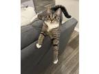 Adopt Mavis a Brown Tabby Tabby (short coat) cat in Colorado Springs