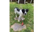 Adopt Available - Bristol a White - with Black English Setter / Mixed dog in