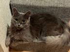 Adopt Opal a Gray or Blue Domestic Mediumhair (medium coat) cat in SAN MARTIN