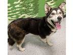 Adopt Amaya a Husky / Border Collie / Mixed dog in Logan, UT (41529927)