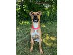 Adopt Indy a German Shepherd Dog / American Staffordshire Terrier / Mixed dog in