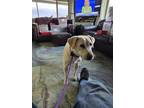 Adopt Eddy a White - with Tan, Yellow or Fawn Labrador Retriever / Mixed dog in