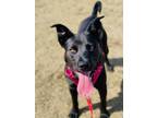 Adopt Thor a American Staffordshire Terrier / Siberian Husky / Mixed dog in