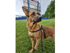 Adopt Lola a German Shepherd Dog / Mixed dog in Lancaster, OH (41479368)