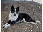 Adopt Falcon a Border Collie / Mixed dog in McIntosh, NM (41489374)