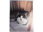 Adopt Wan a Manx / Mixed (short coat) cat in Maumelle, AR (41527294)