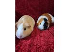 Adopt Iris a White Guinea Pig small animal in Williston, FL (41529897)