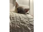 Adopt Misty a White (Mostly) Tabby / Mixed (medium coat) cat in Yuma