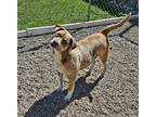 Adopt Aurora a Brown/Chocolate - with White Australian Shepherd / Labrador