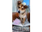 Adopt ANGELA a Tan/Yellow/Fawn - with White Shiba Inu / Mixed dog in Agoura