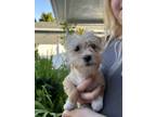 Adopt Frizzy Lizzie a Red/Golden/Orange/Chestnut Poodle (Miniature) / Mixed dog