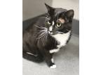 Adopt Ivan a Domestic Shorthair / Mixed cat in Sheboygan, WI (41477657)