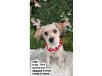 Adopt CELLO a Tan/Yellow/Fawn - with White Cockapoo / Mixed dog in Agoura Hills