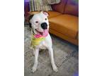 Adopt Otter Ark is Awesome a White Boxer dog in Twin Falls, ID (41529747)