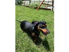 Adopt Little Bit a Black - with Tan, Yellow or Fawn Dachshund / Mixed dog in