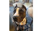 Adopt Pearl a Black Mutt dog in New York, NY (41511795)