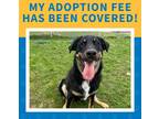 Adopt Cash a Labrador Retriever / German Shepherd Dog / Mixed dog in