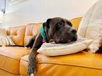 Adopt Sammy D a Black American Staffordshire Terrier dog in Twin Falls